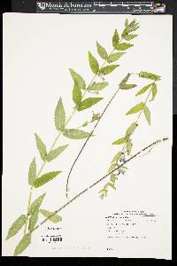 Scutellaria galericulata image