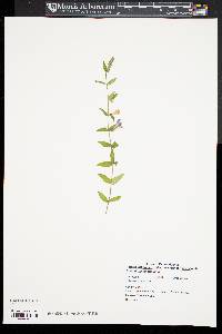 Scutellaria galericulata image