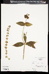 Stachys tenuifolia image