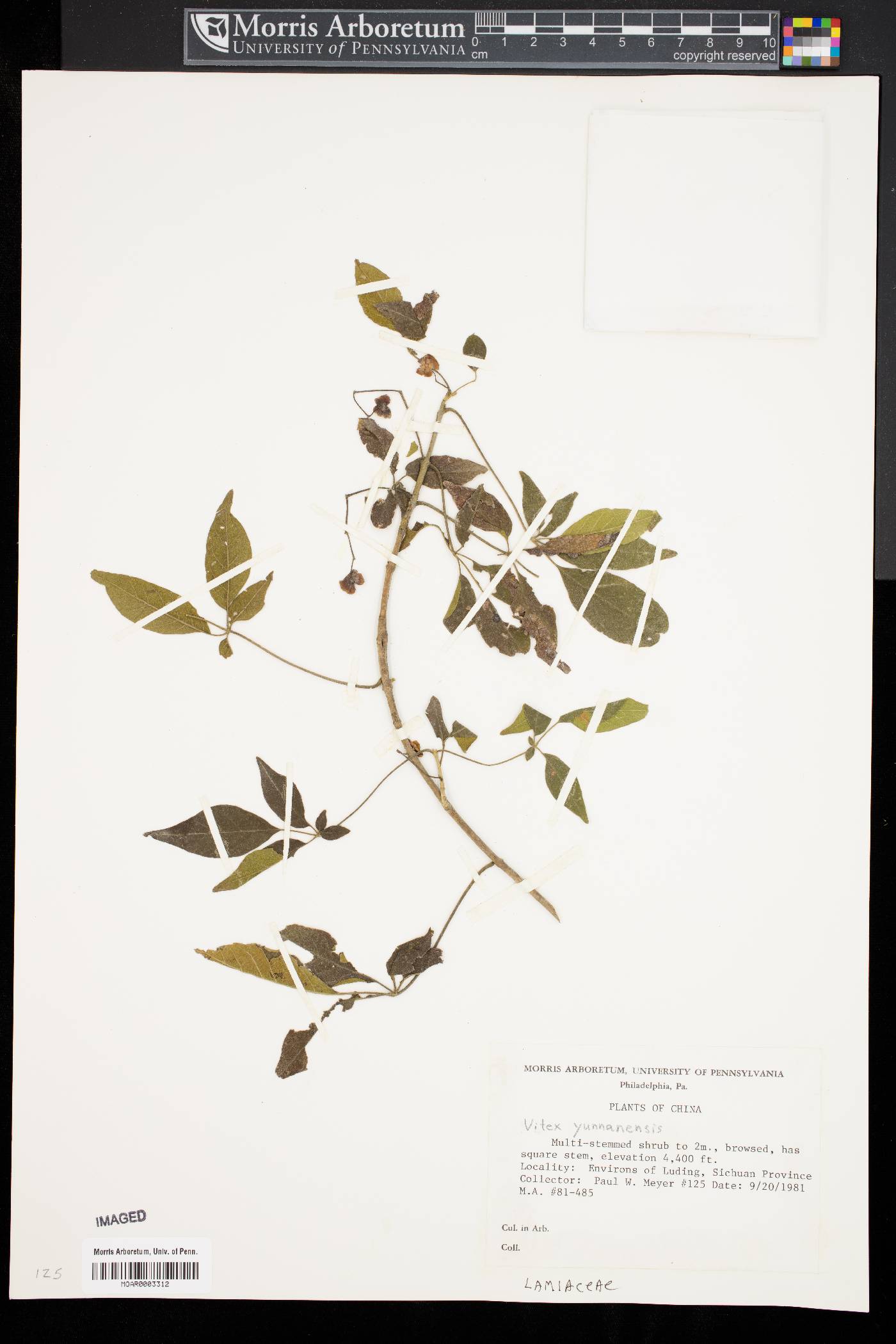 Vitex yunnanensis image