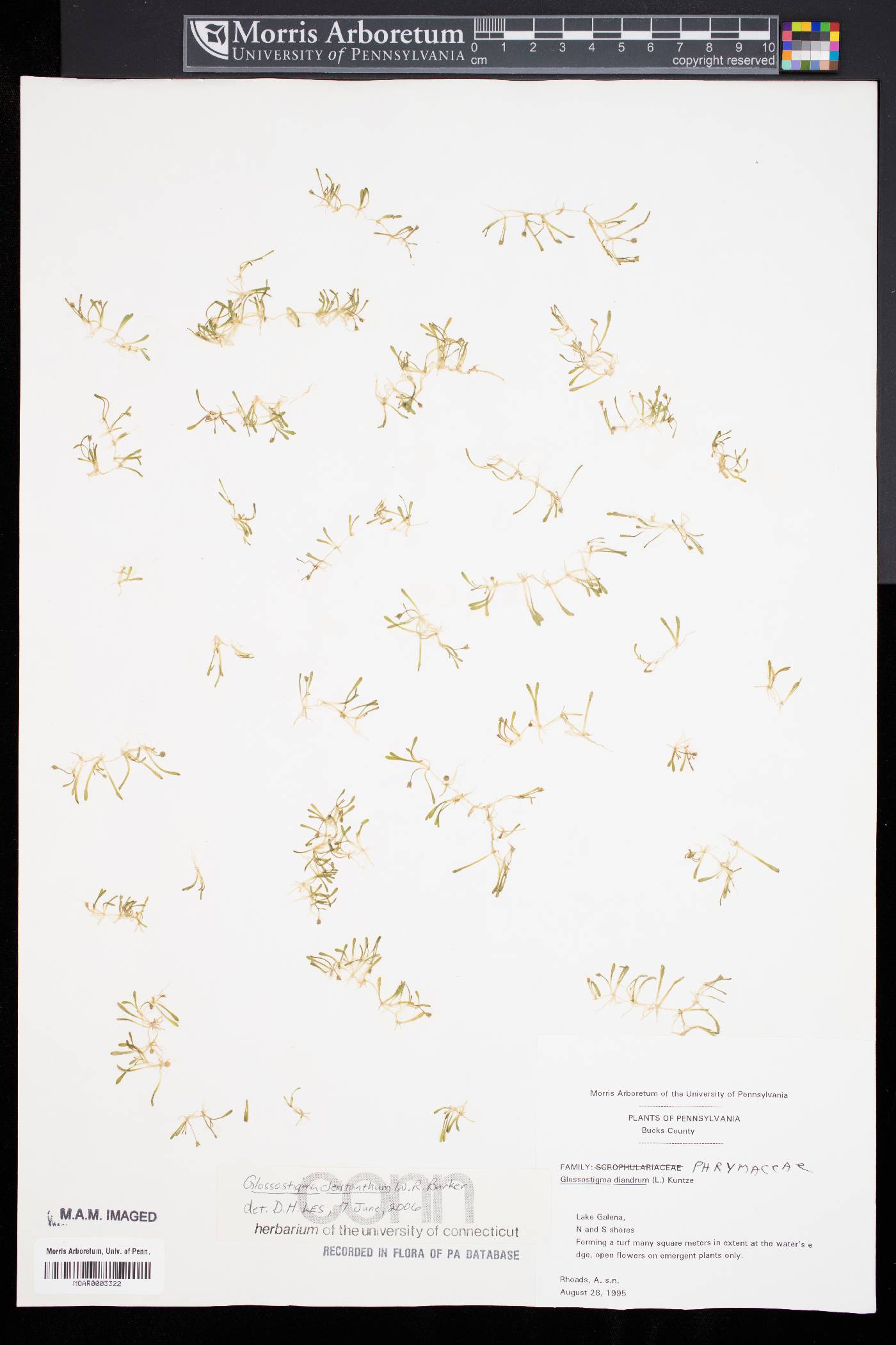 Glossostigma cleistanthum image