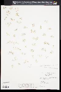 Glossostigma cleistanthum image