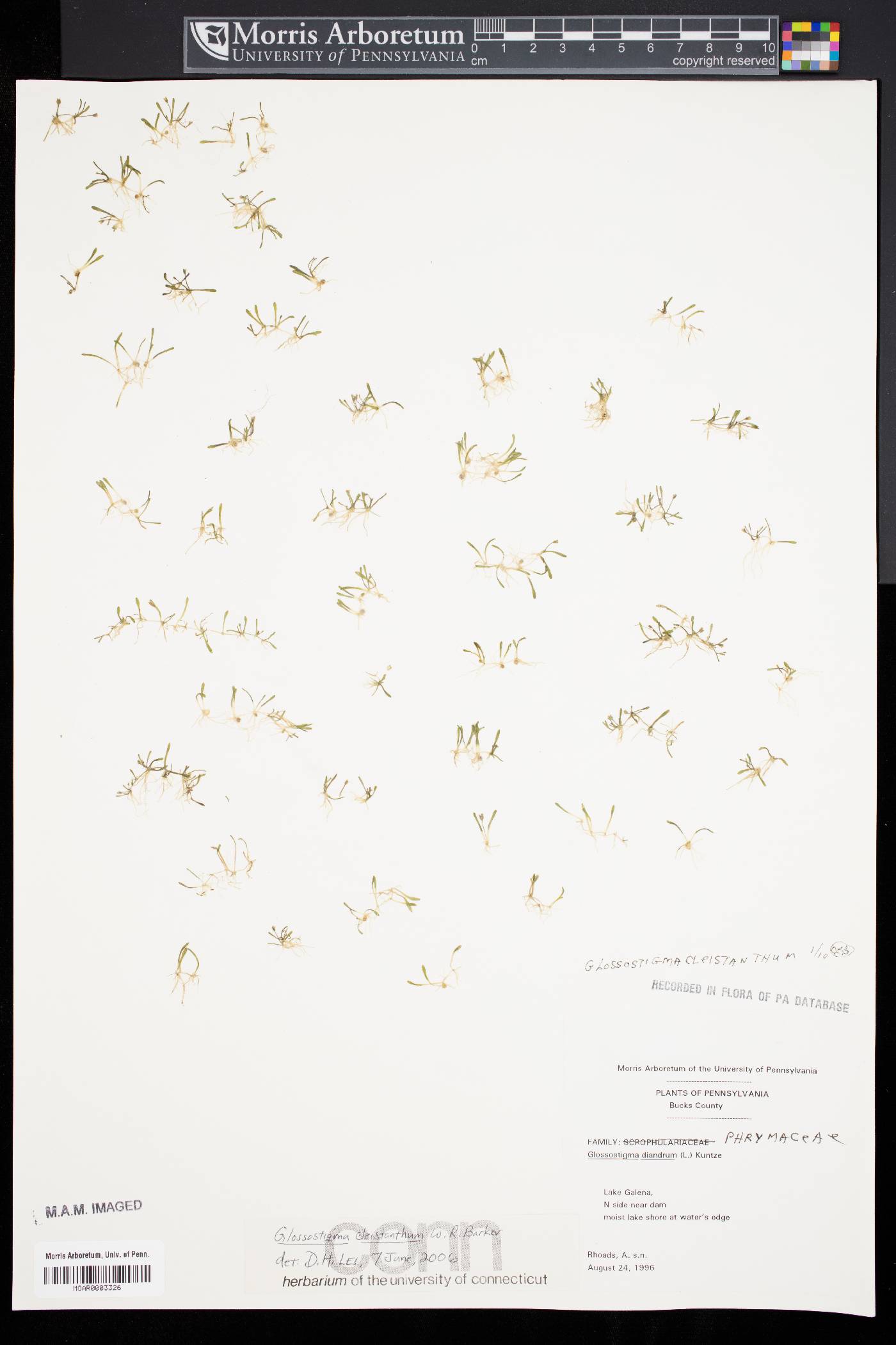 Glossostigma cleistanthum image