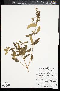 Buddleja asiatica image