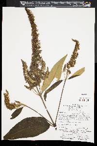 Buddleja davidii image