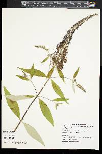 Buddleja davidii image