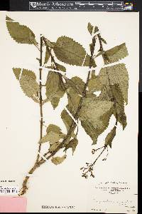 Scrophularia lanceolata image