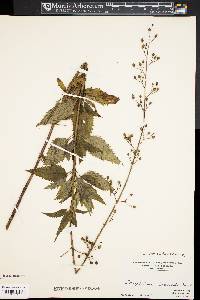 Scrophularia lanceolata image