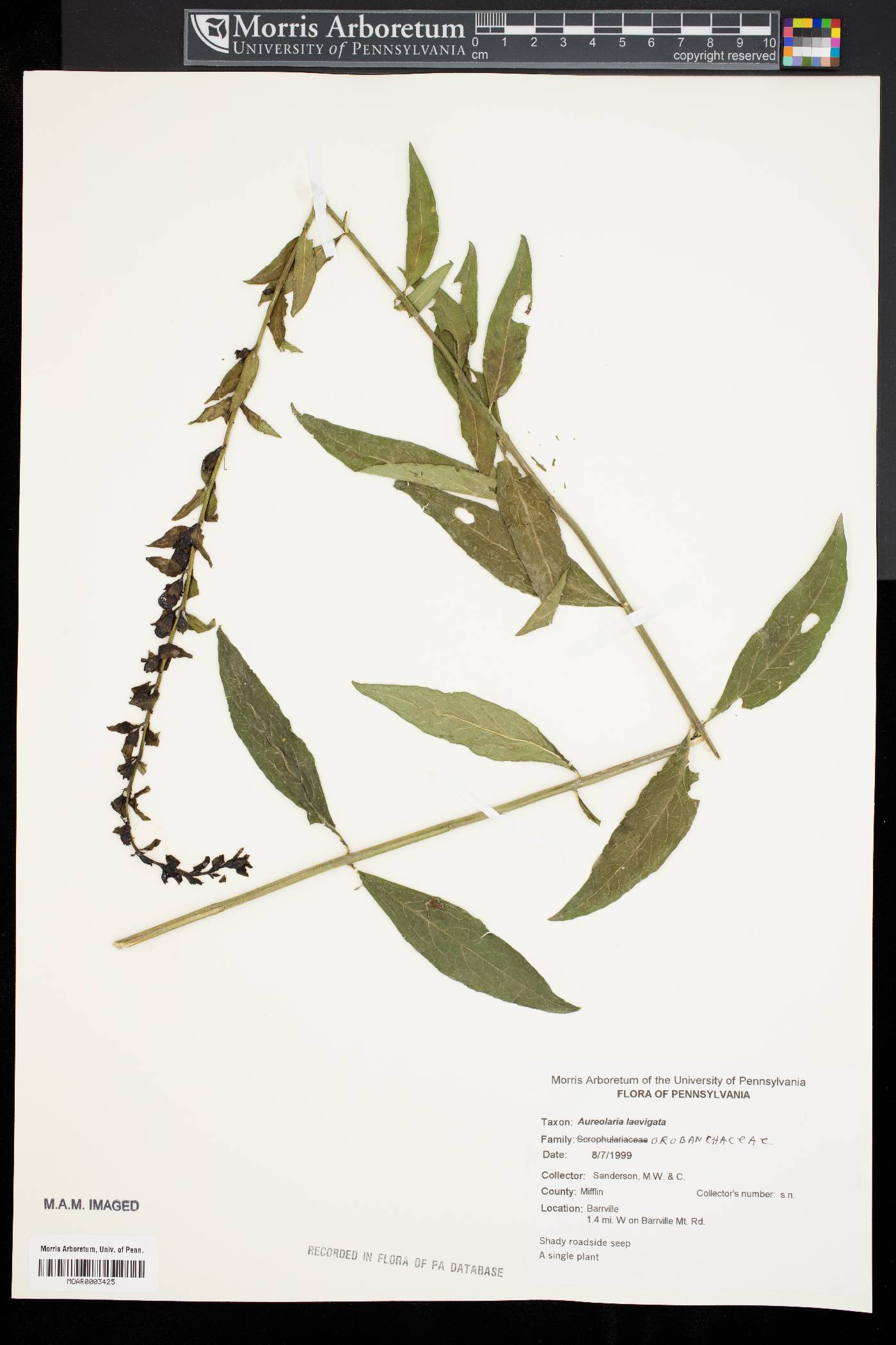 Aureolaria laevigata image