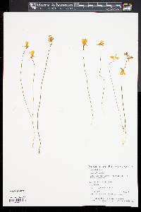 Utricularia cornuta image