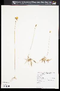 Utricularia cornuta image