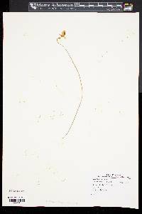 Utricularia cornuta image