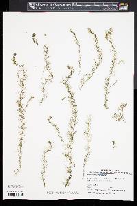 Utricularia geminiscapa image