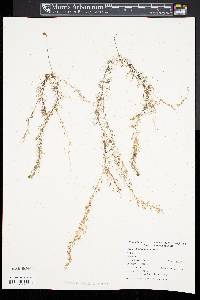 Utricularia geminiscapa image