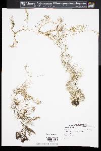 Utricularia inflata image