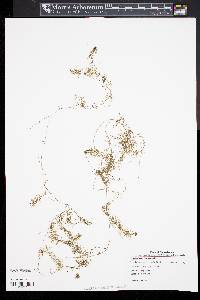 Utricularia intermedia image