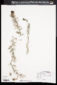 Utricularia macrorhiza image