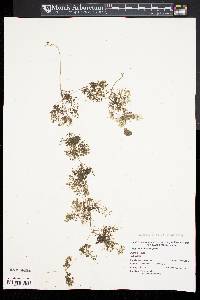 Utricularia purpurea image