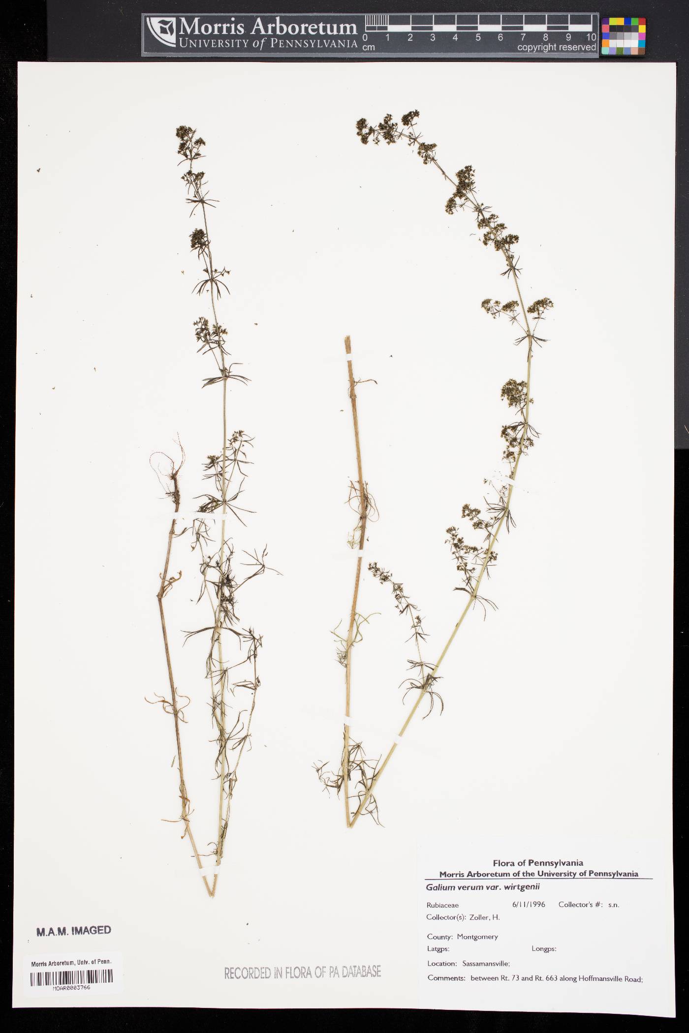 Galium verum var. wirtgenii image