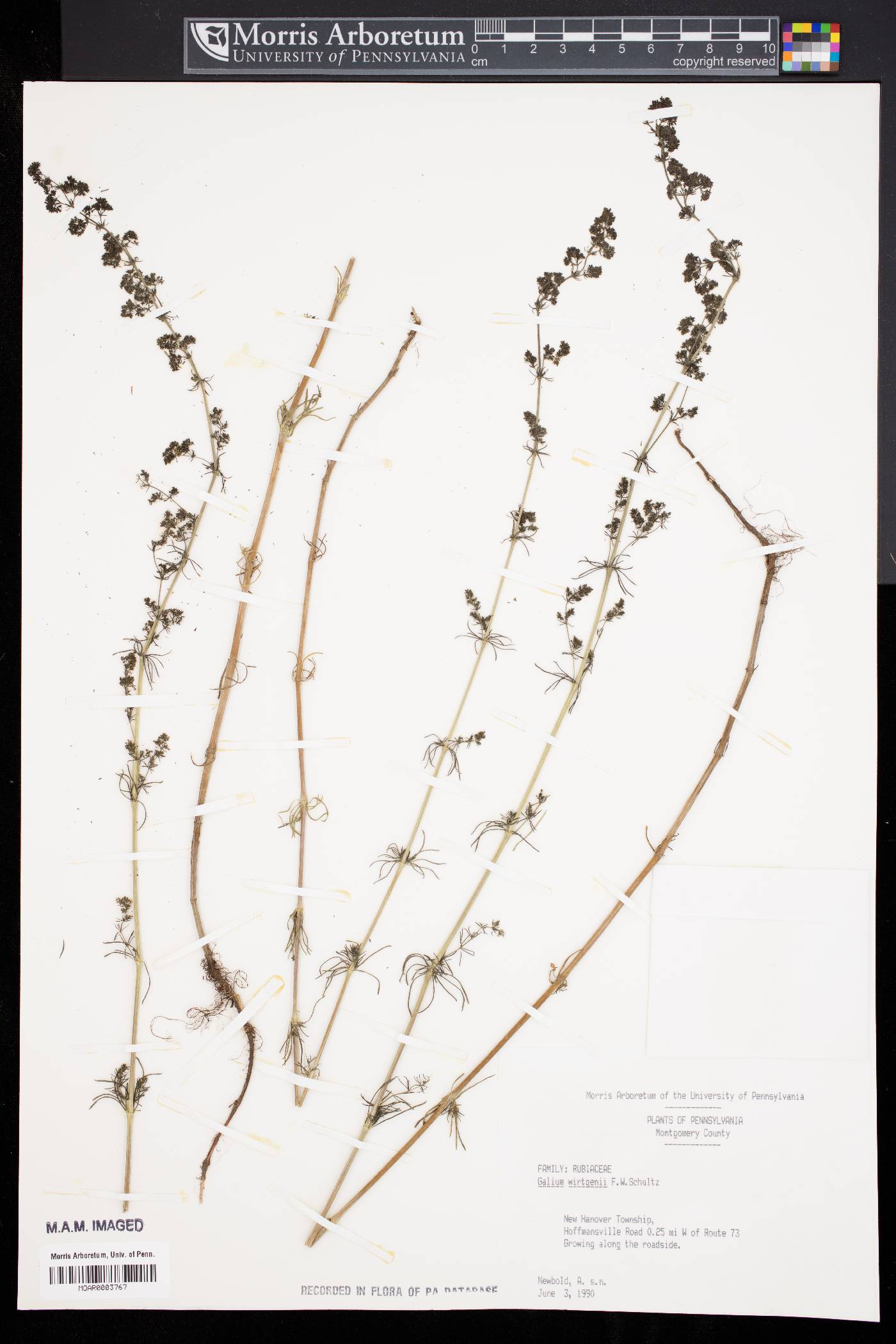 Galium verum var. wirtgenii image