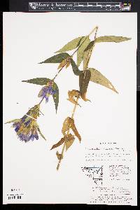 Image Associated With the Occurence