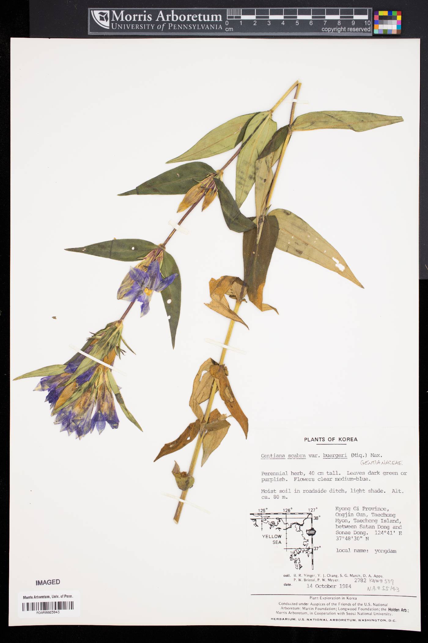 Gentiana scabra image