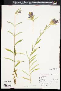 Gentiana linearis image