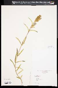 Gentiana linearis image