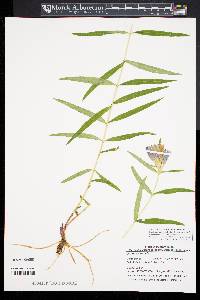 Gentiana linearis image