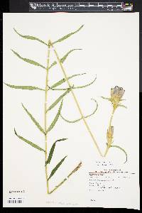 Gentiana linearis image