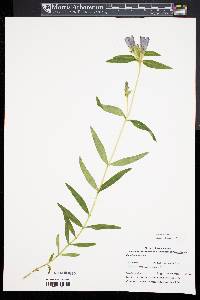 Gentiana linearis image