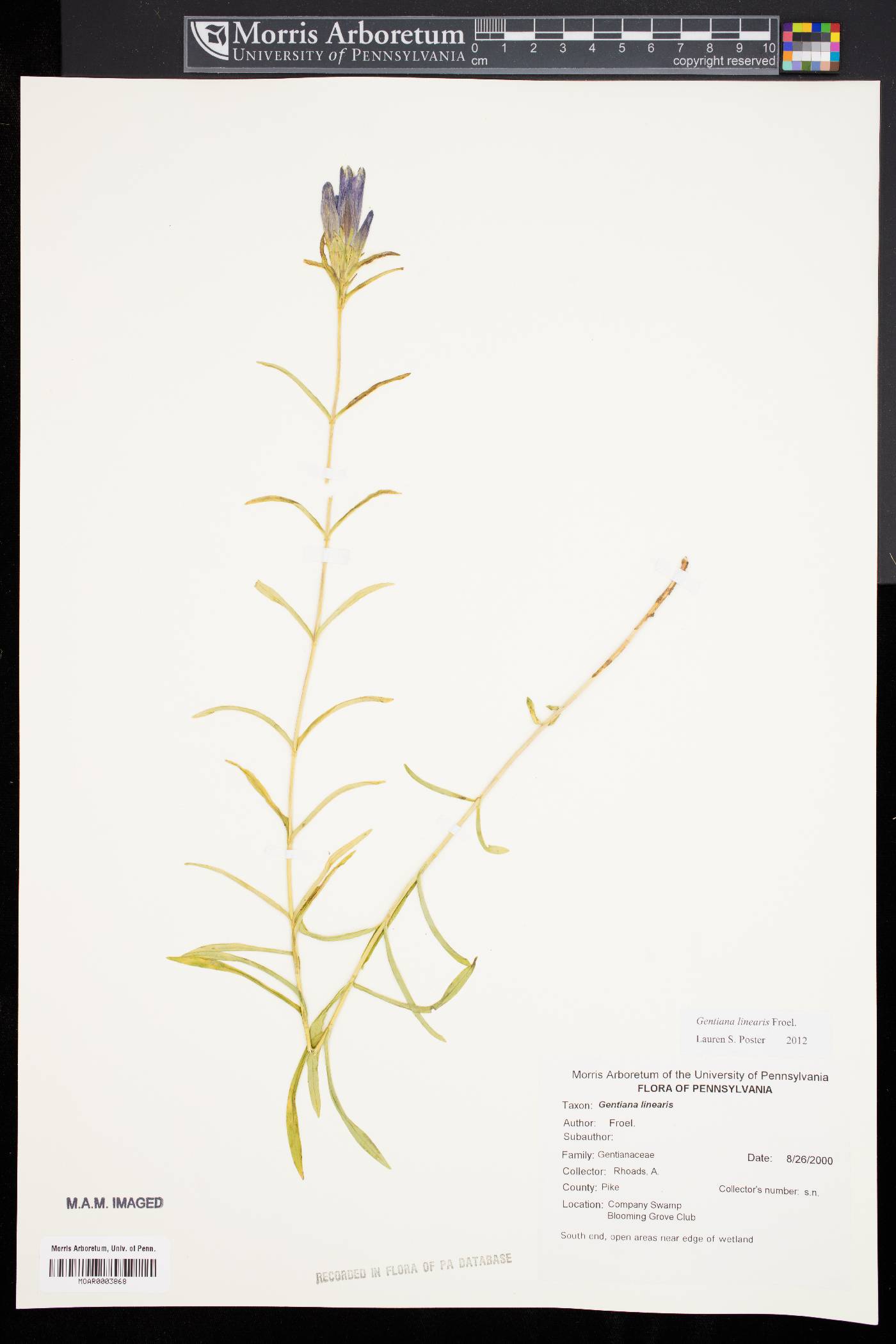 Gentiana linearis image