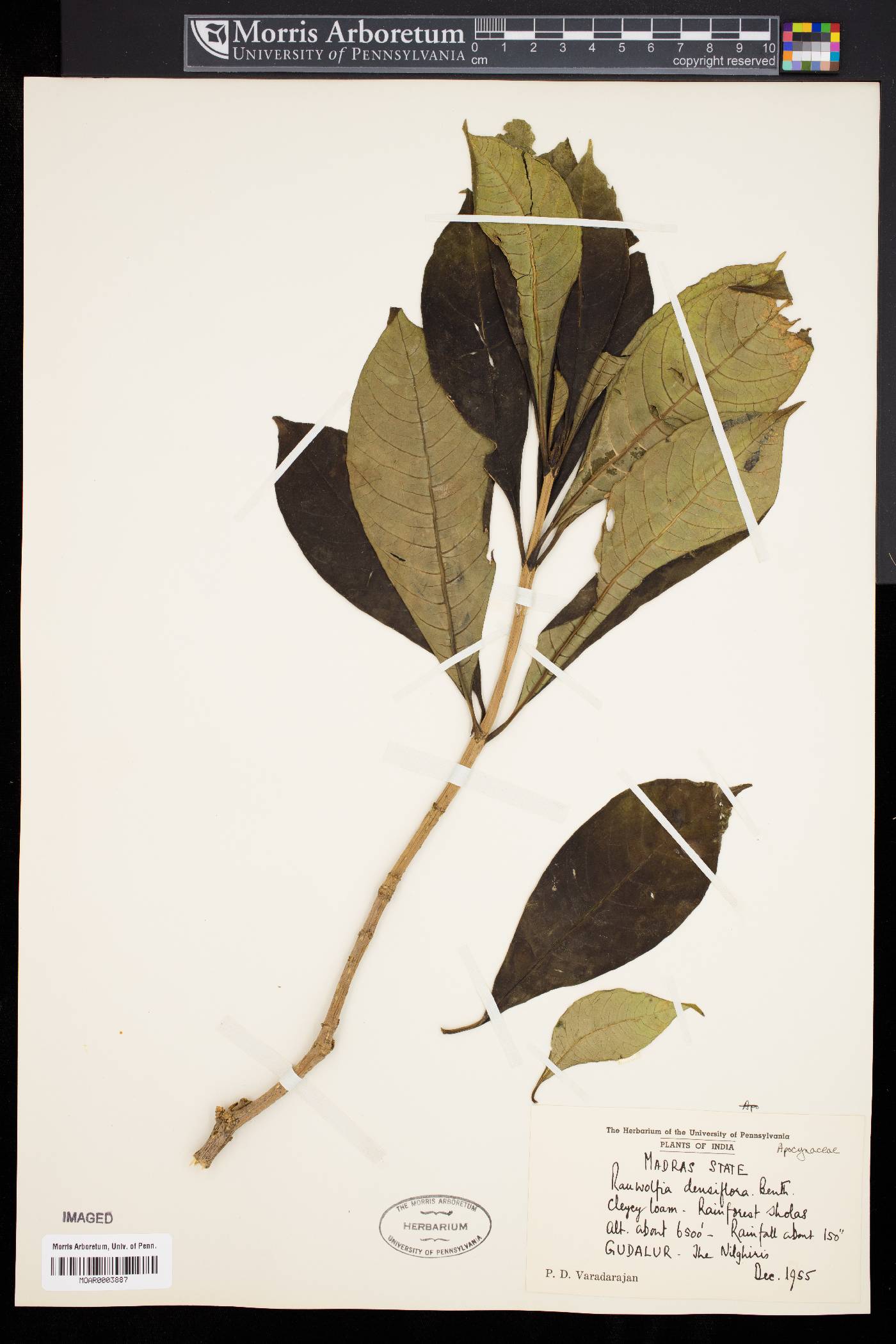 Rauvolfia densiflora image