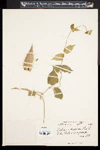 Telosma cordata image