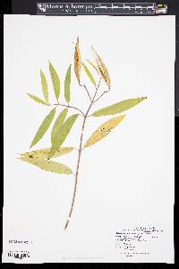 Asclepias incarnata subsp. incarnata image