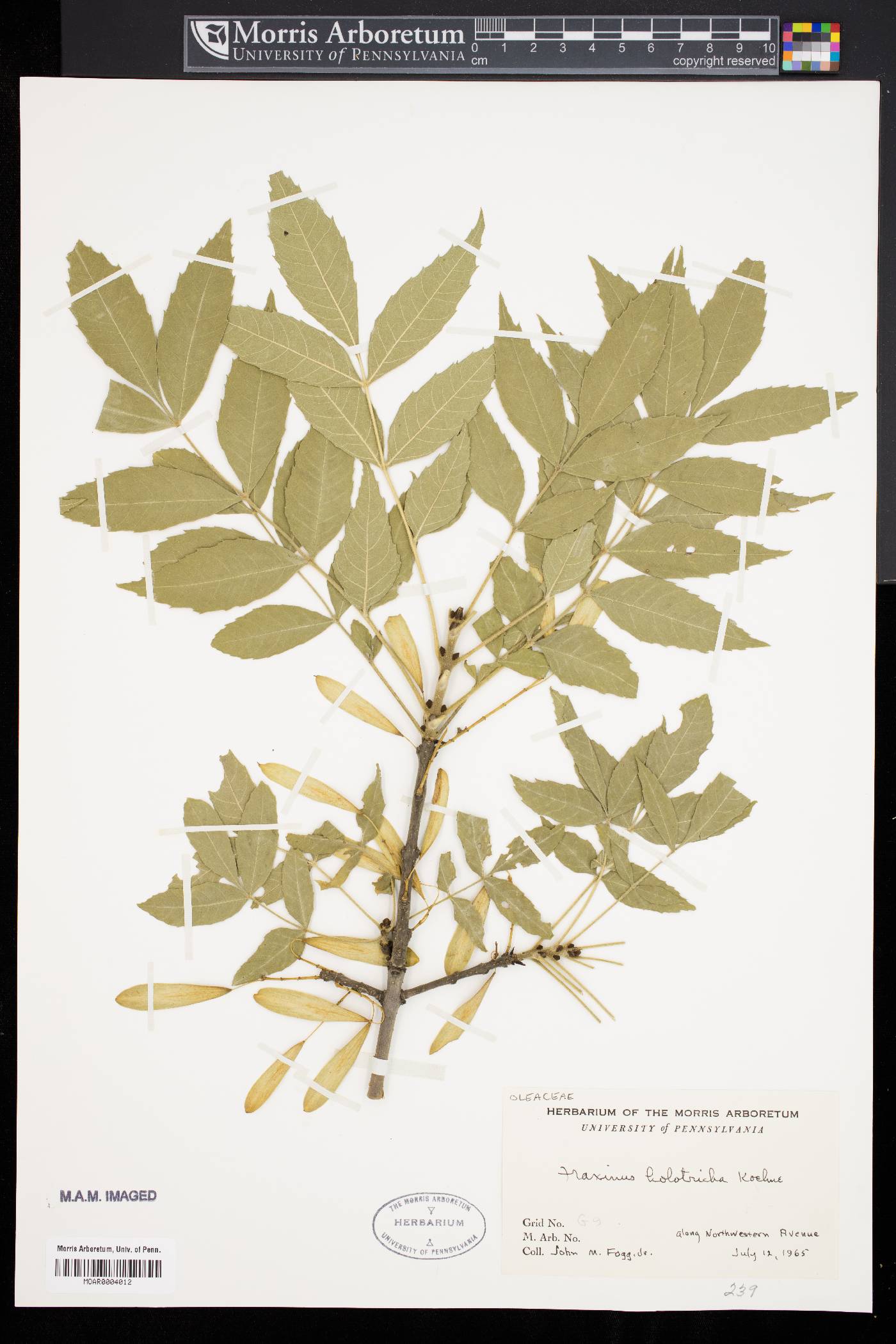 Fraxinus holotricha image