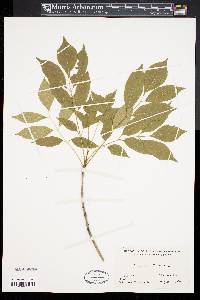 Fraxinus ornus image