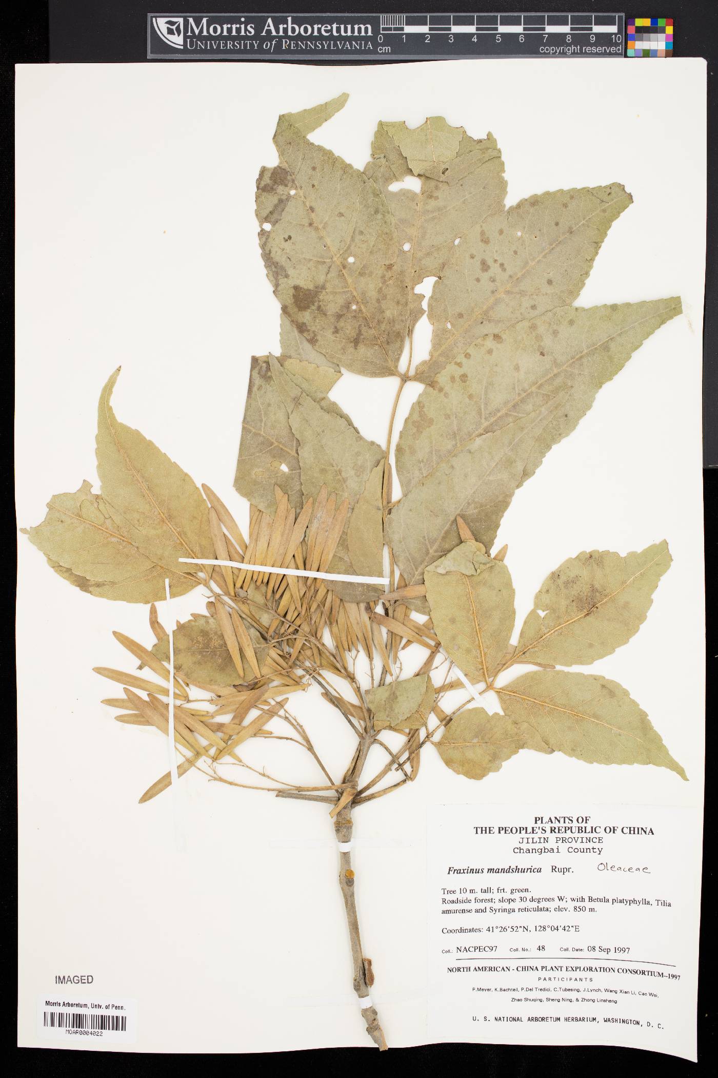 Fraxinus mandshurica image