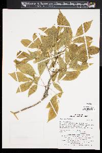 Fraxinus sieboldiana image