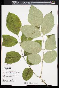 Fraxinus americana var. americana image