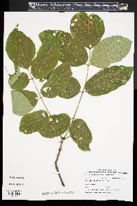 Fraxinus americana var. americana image