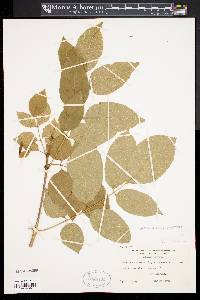 Fraxinus americana var. biltmoreana image