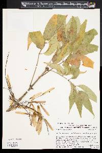 Fraxinus americana var. biltmoreana image