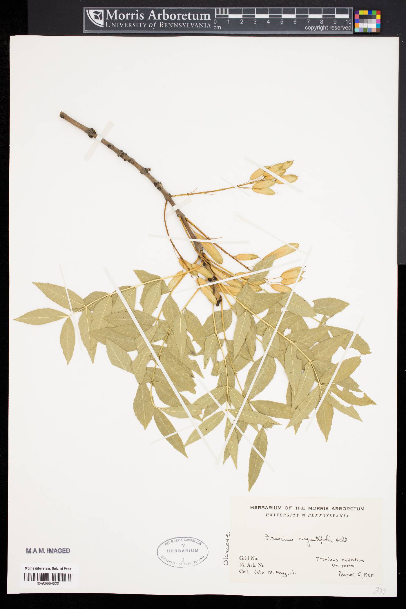 Fraxinus angustifolia image