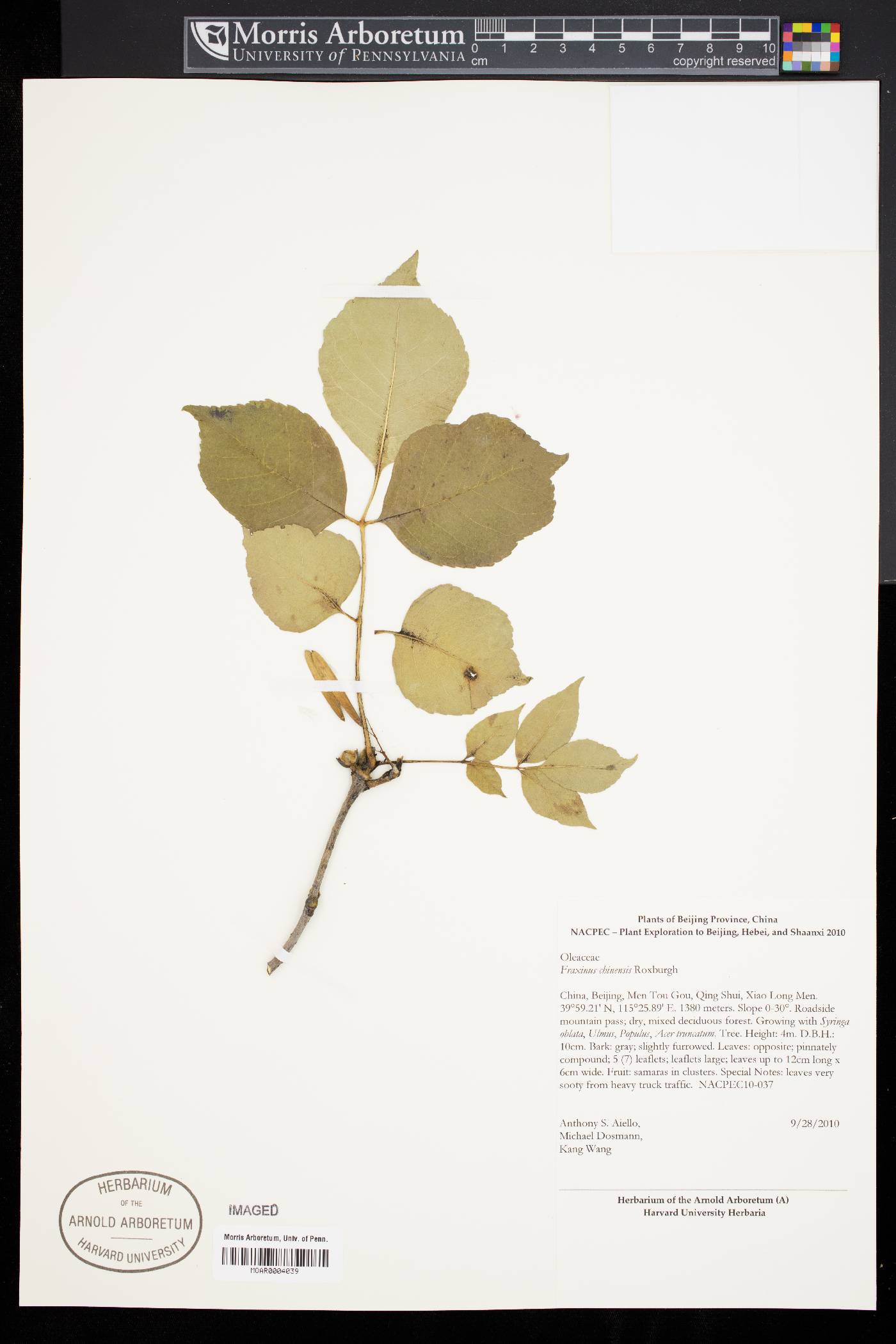 Fraxinus chinensis image