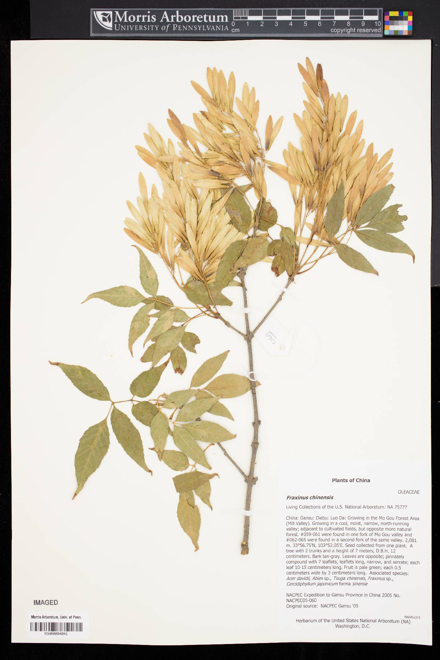 Fraxinus chinensis image