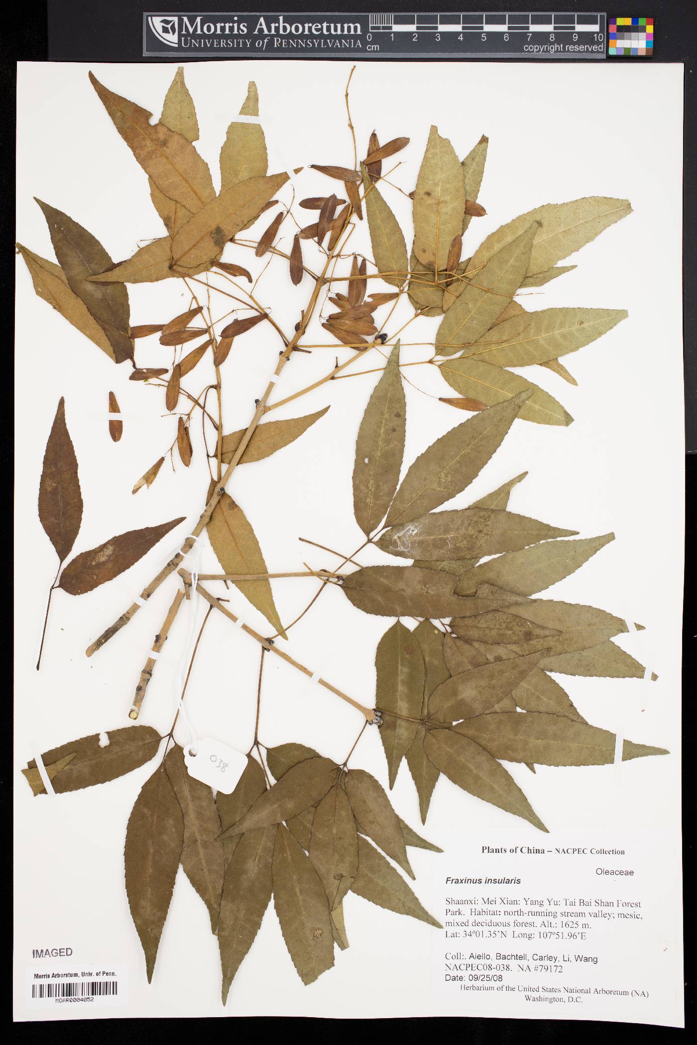 Fraxinus insularis image