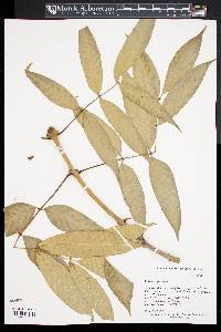 Fraxinus paxiana image