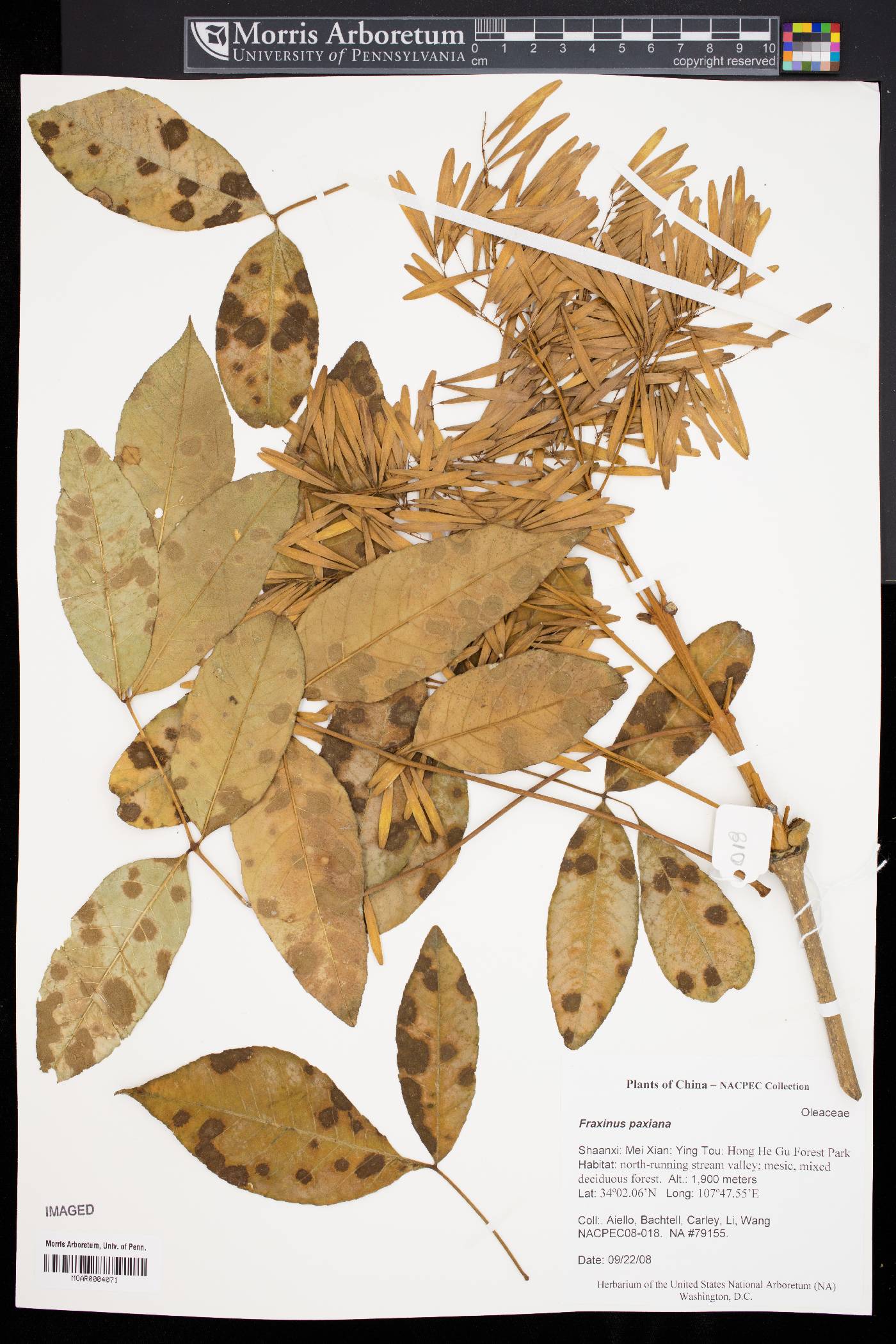 Fraxinus paxiana image