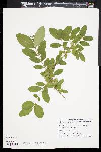 Ligustrum obtusifolium image